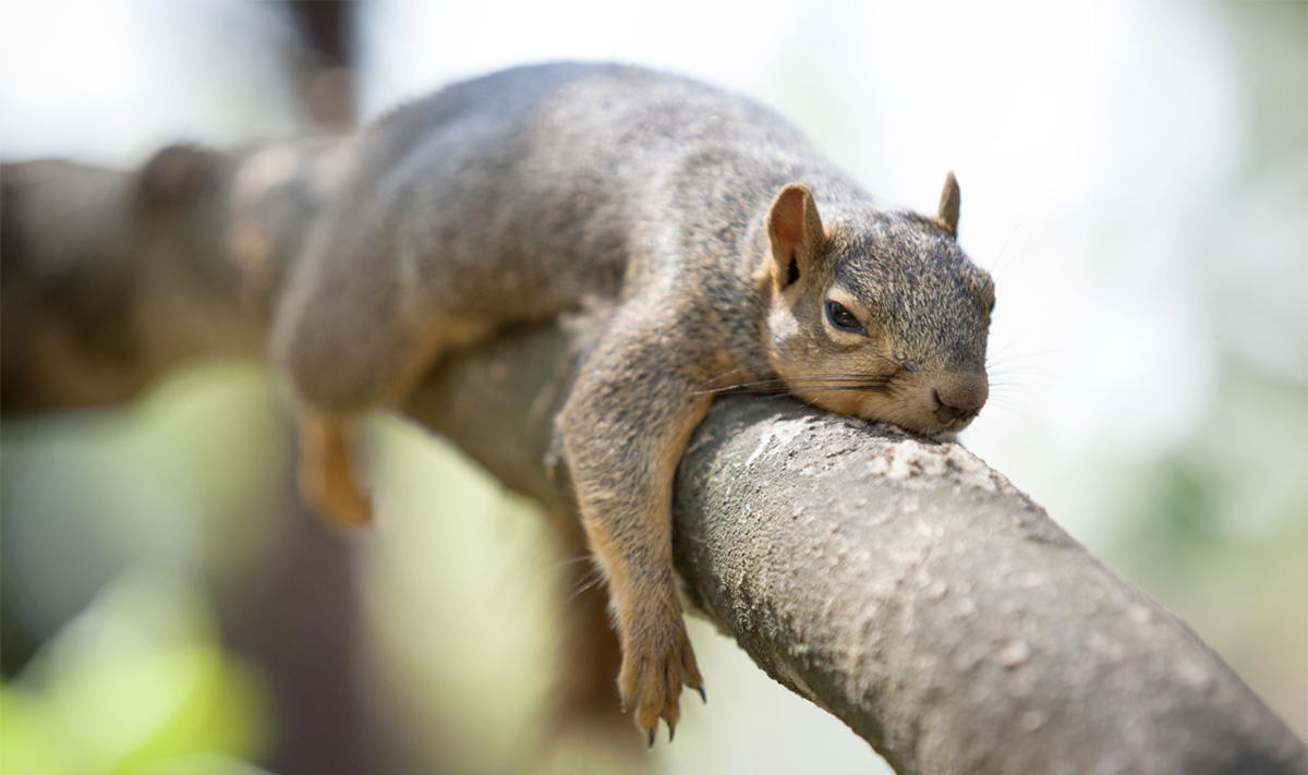 The Squirrels Died of Exhaustion